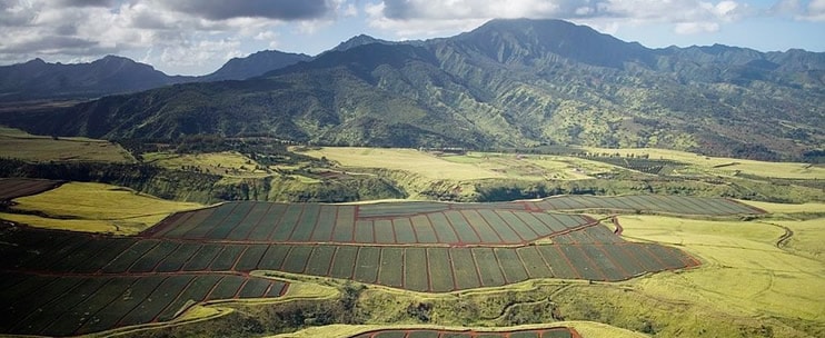 Locally Grown Agriculture in Hawaii