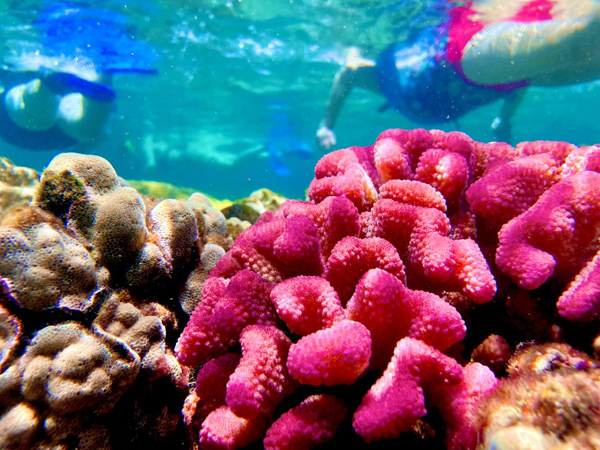 Se Turtle Lagoon