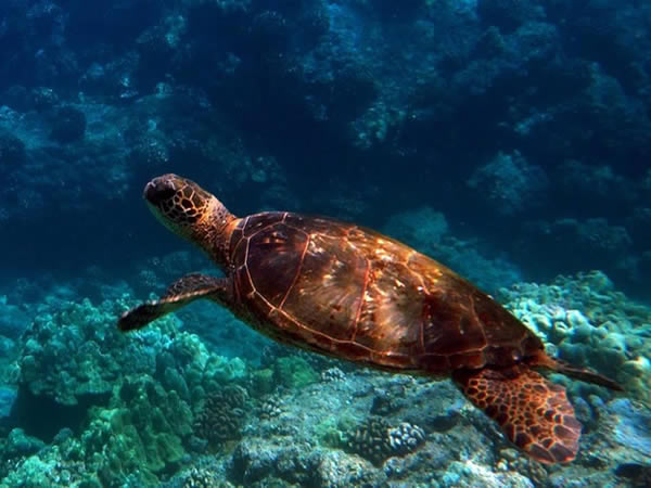 Sea Turtle