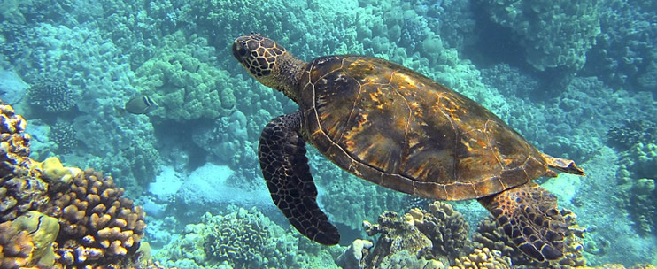 Hawaiian Marine Life – Hawaiian Green Sea Turtle