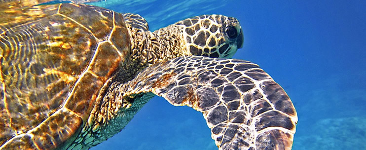 Viewing Hawaiian Wildlife