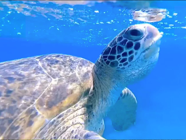 sea turtle