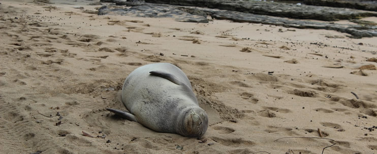 Hawaii Wildlife – Hawaiian Monk Seal