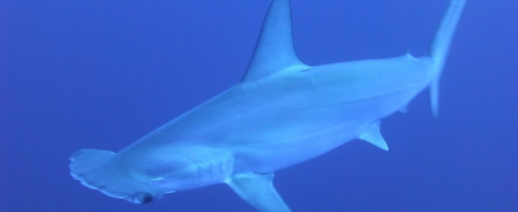 Fun Hawaii Ocean Activities