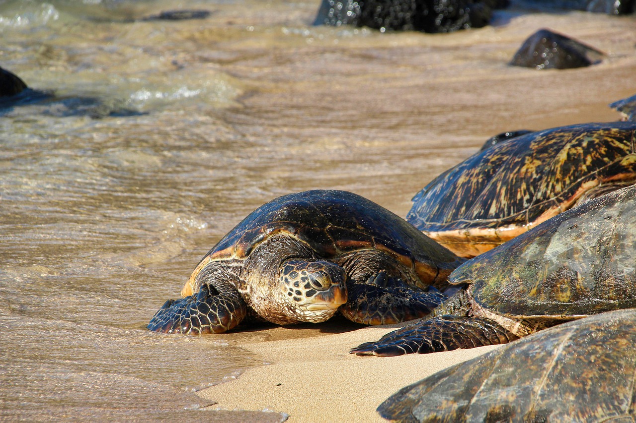 Proper Etiquette During Your Hawaii Vacation
