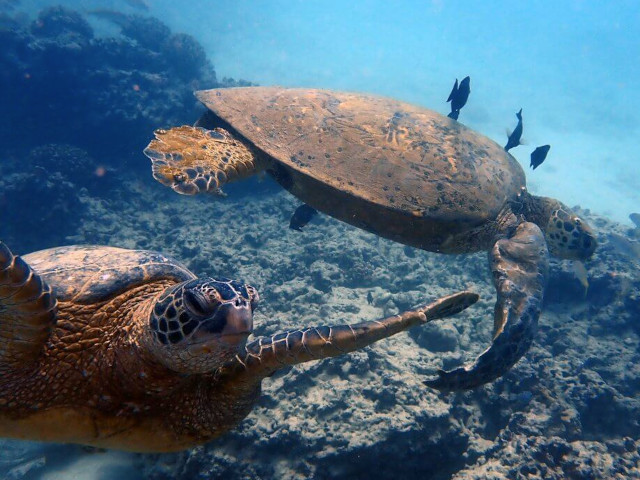 waikiki sea turtles