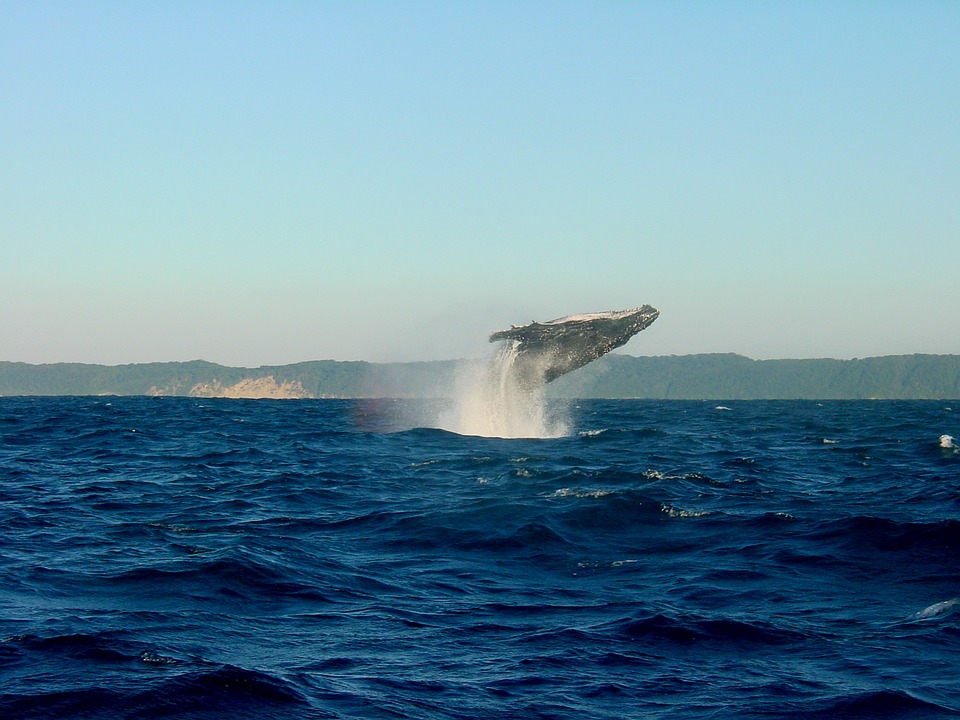 Hawaii Whale Watching Tours
