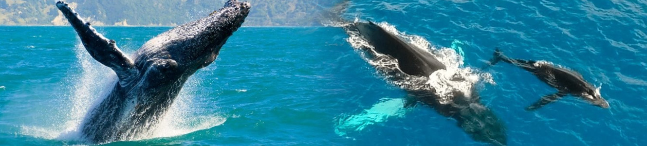 whales and you Waikiki Whale Watch Cruise